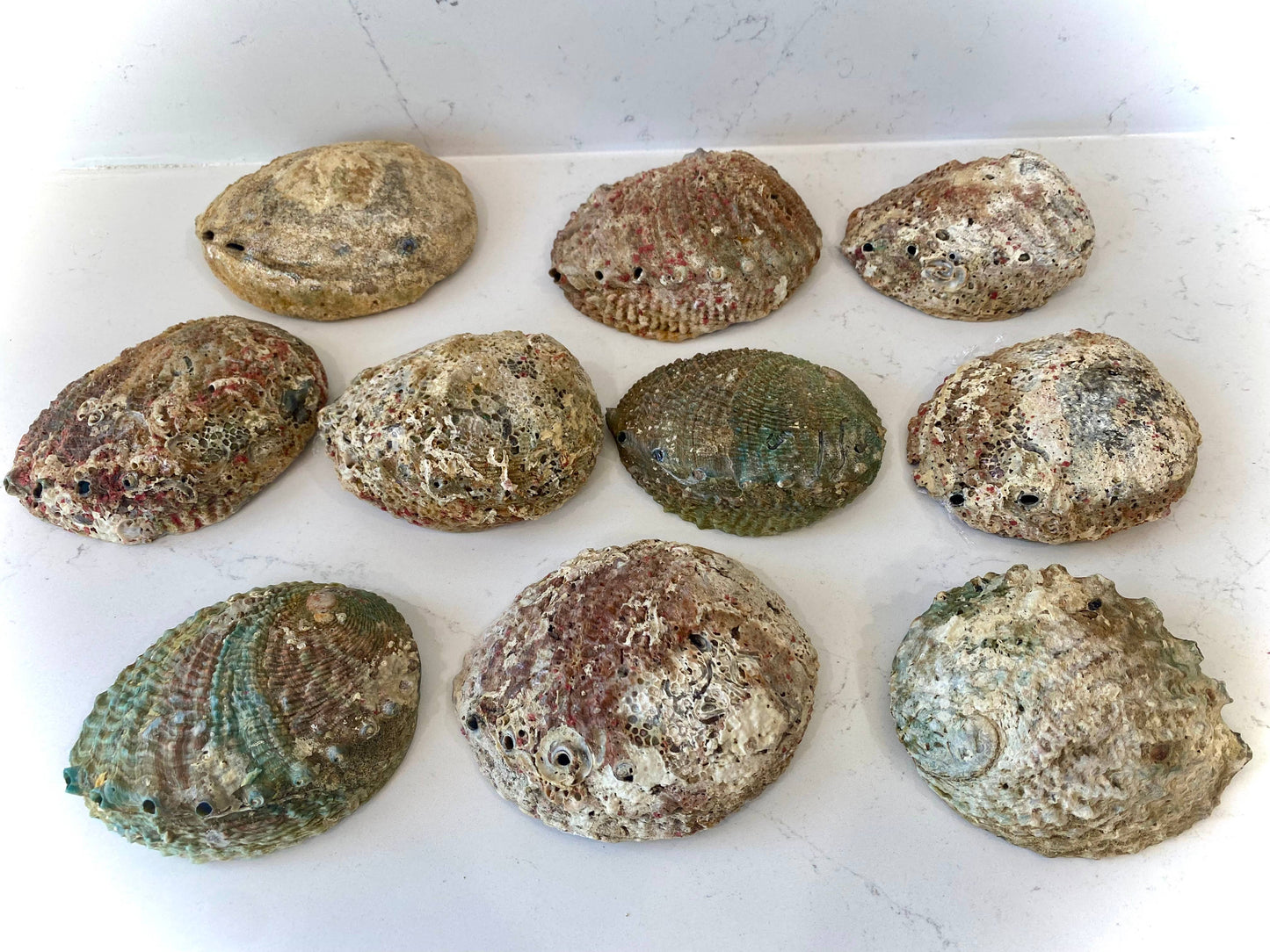 Abalone Shell Smudge Bowls Large 6-7"