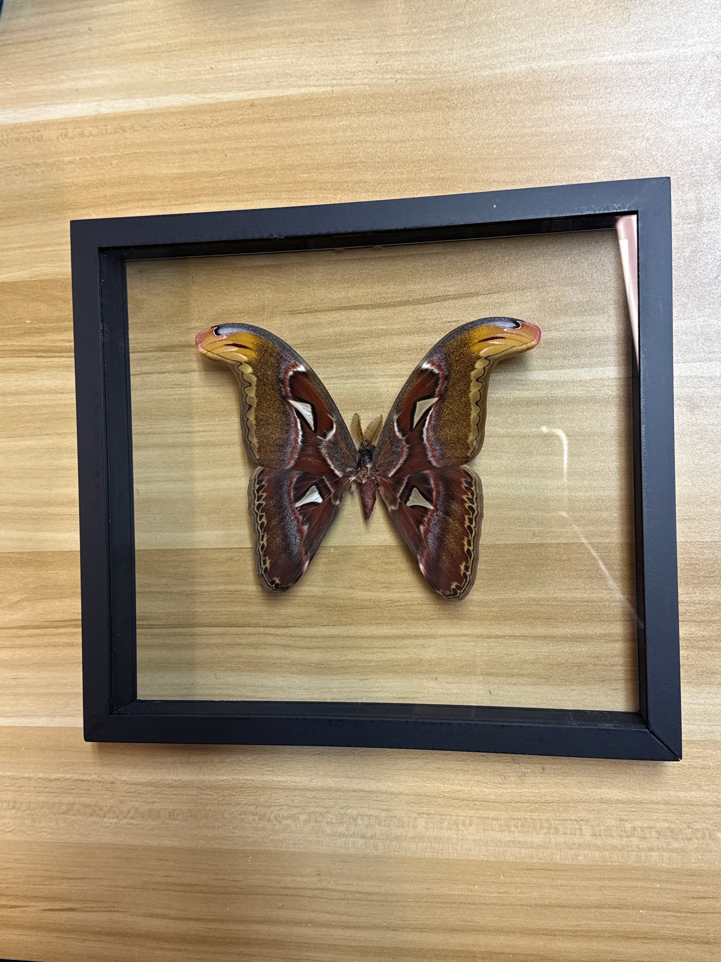 Butterfly Framed Art Attacus Atlas (10 x 11)
