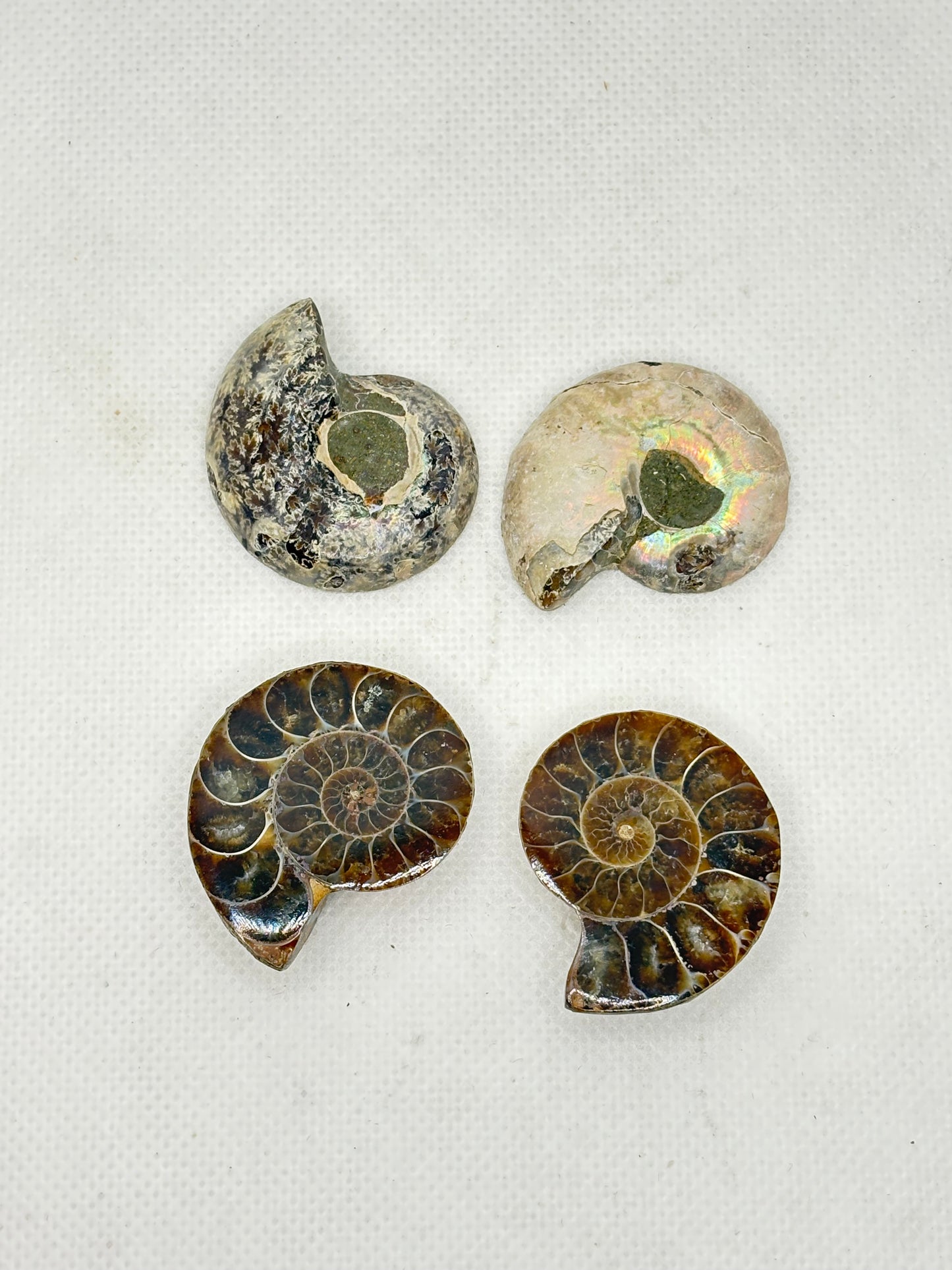 Goniatites 1"