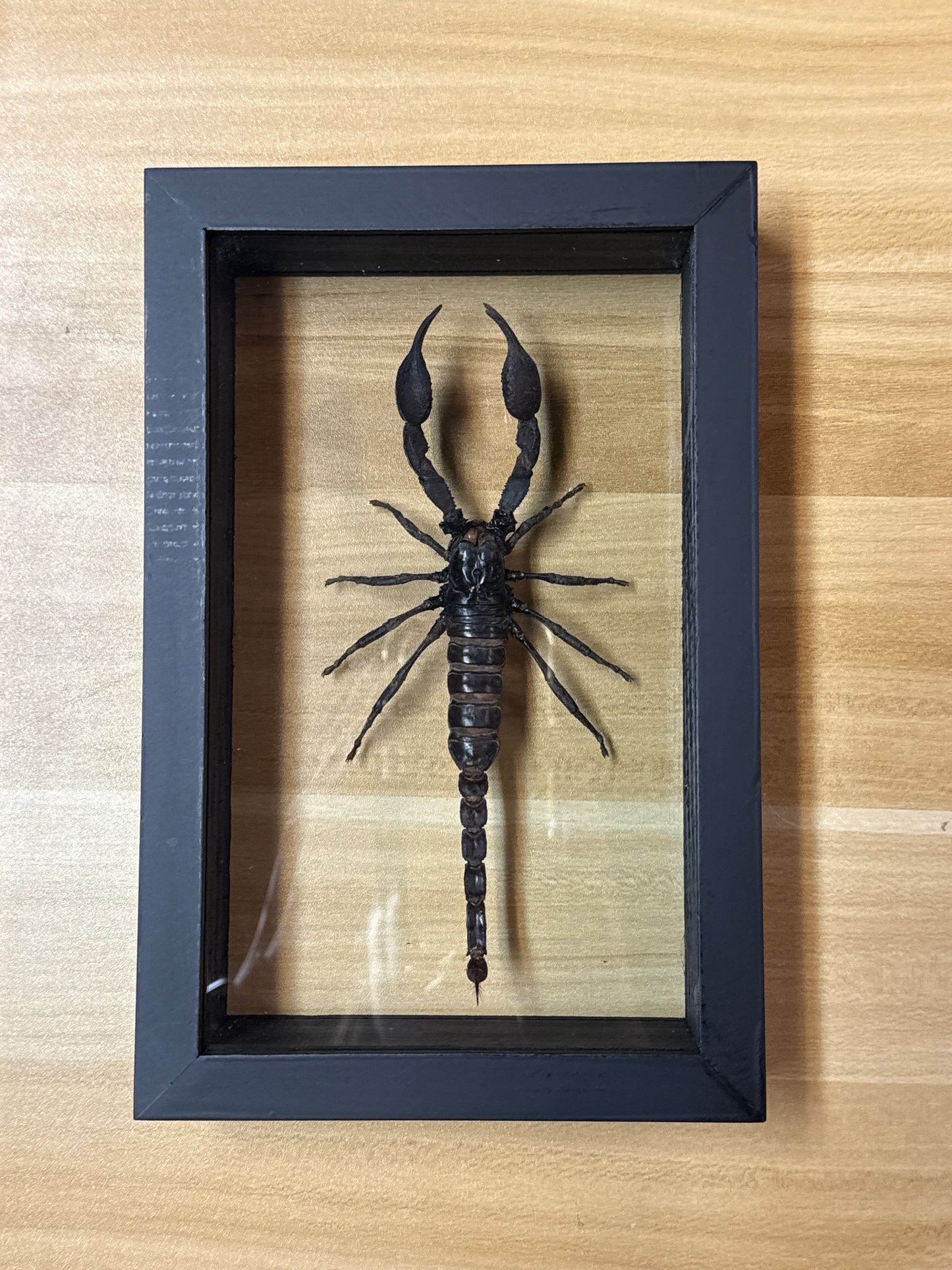 Insect Framed Art Scorpion (6 x 9)