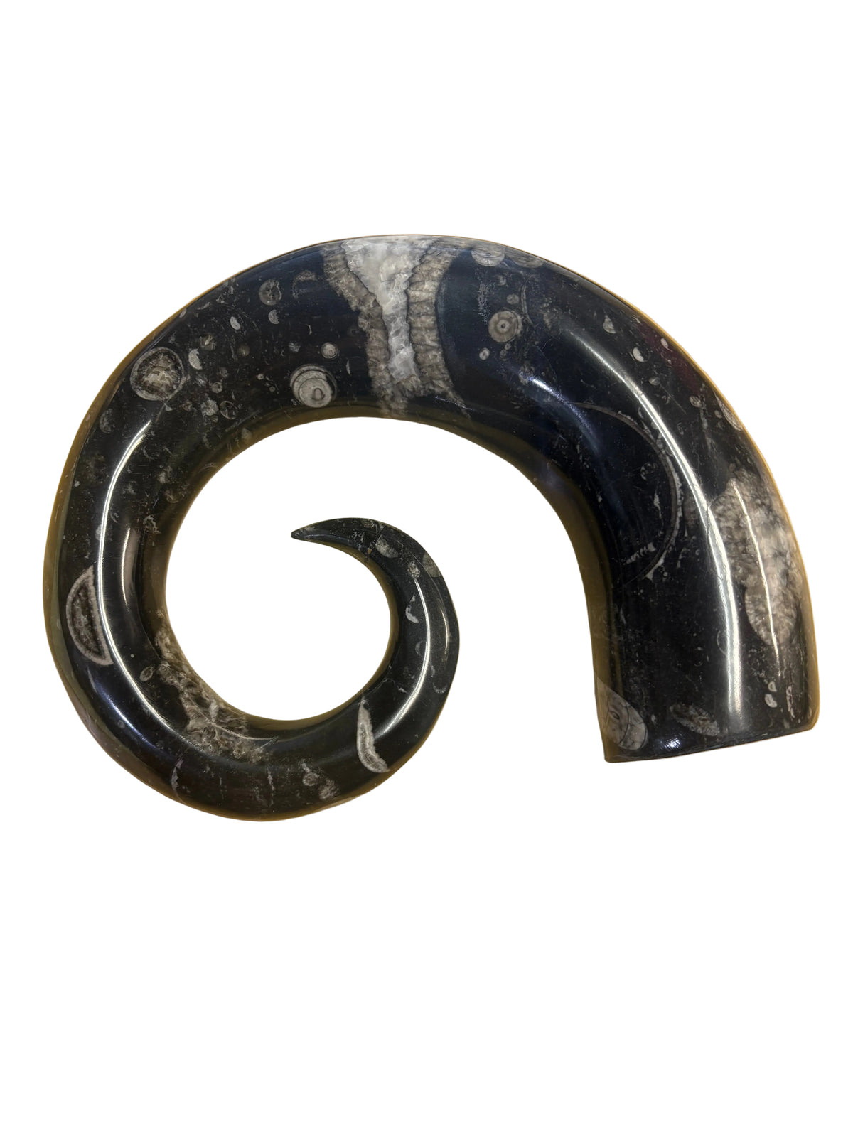 Orthoceras Horn 3kg