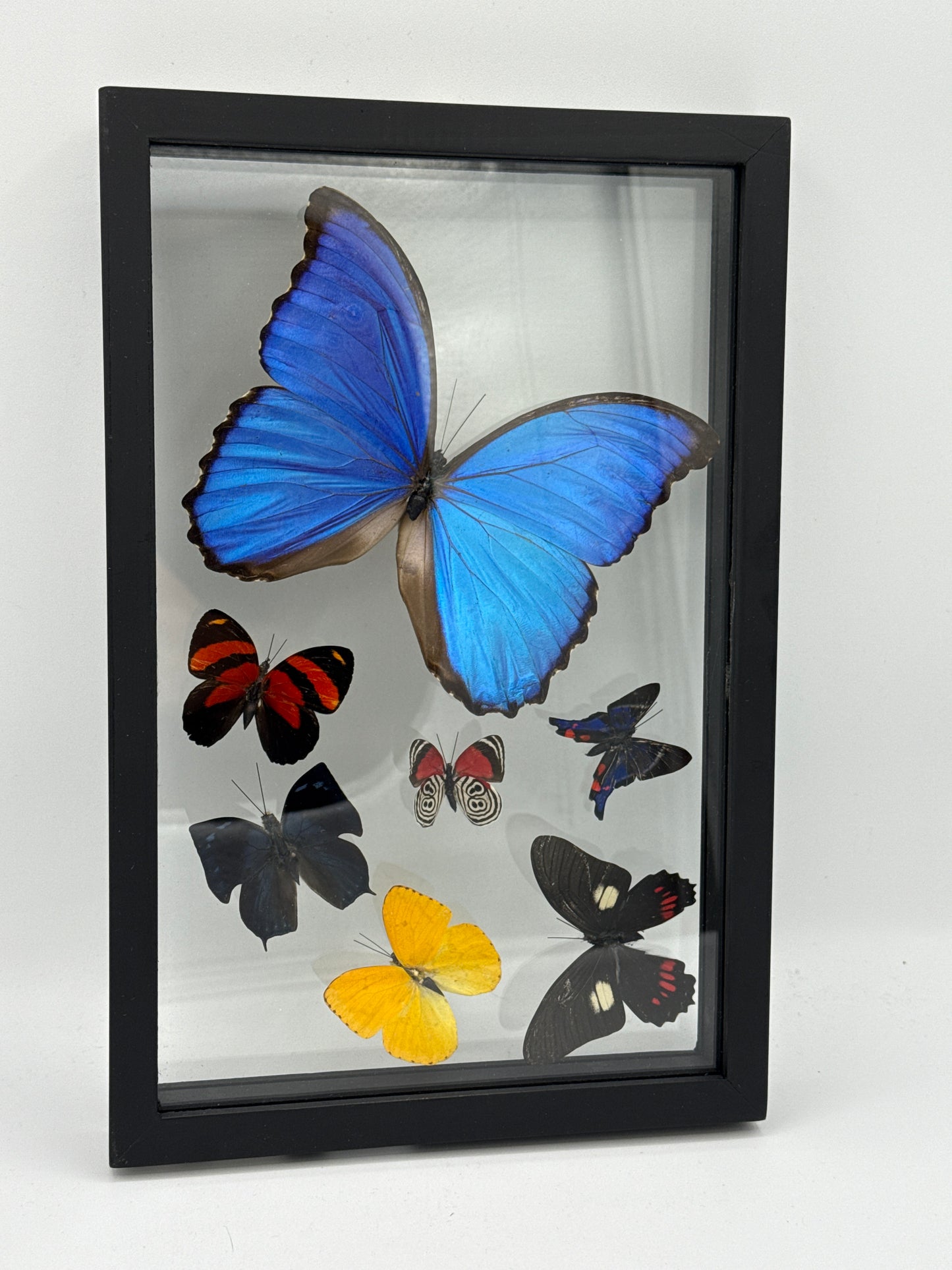 Butterfly Art Seven Specimen 7 3/4 x 12