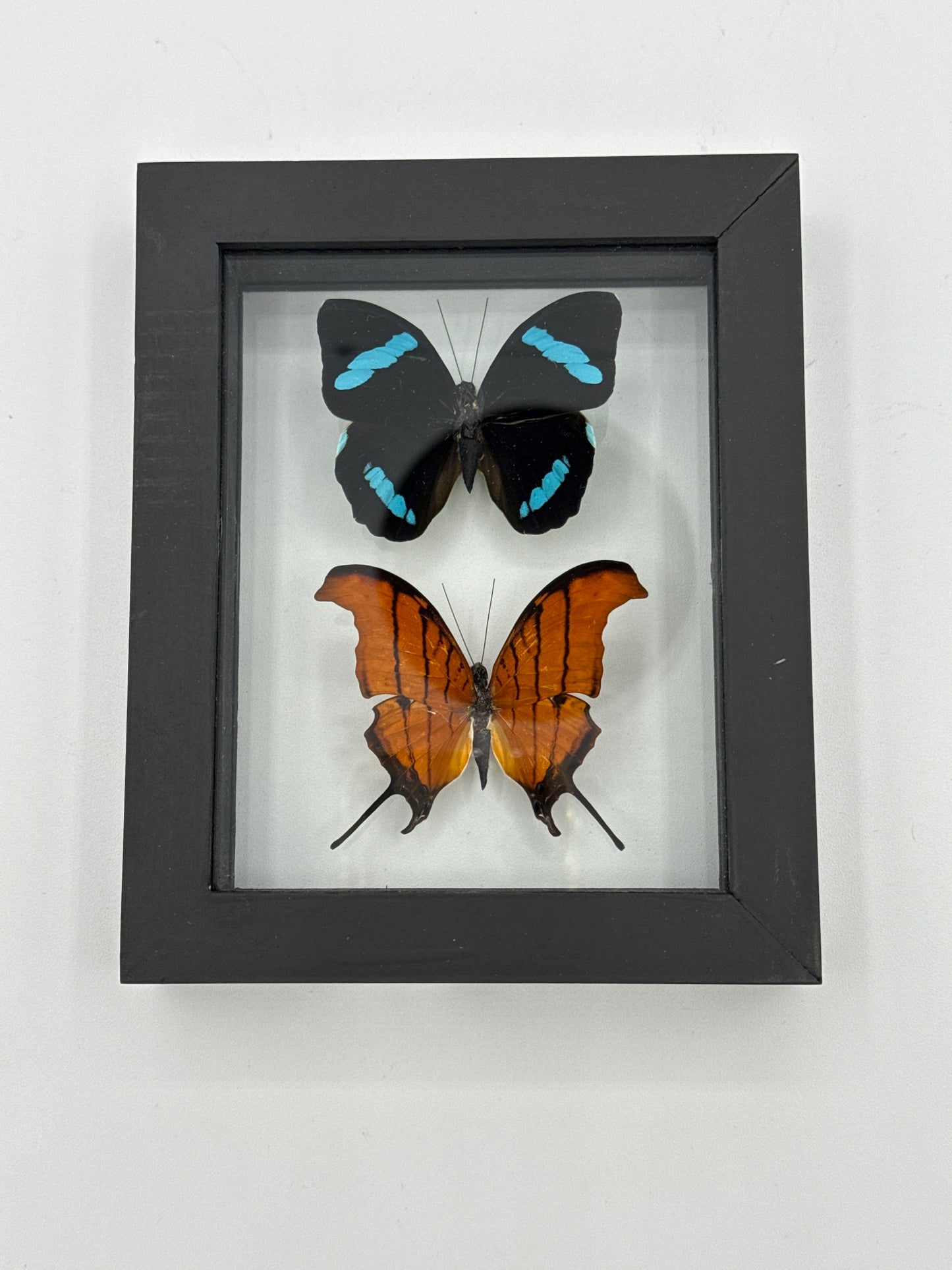 Butterfly Framed Art Nessaea Hewitsoni & Marpesia Petreus (5 X 6)