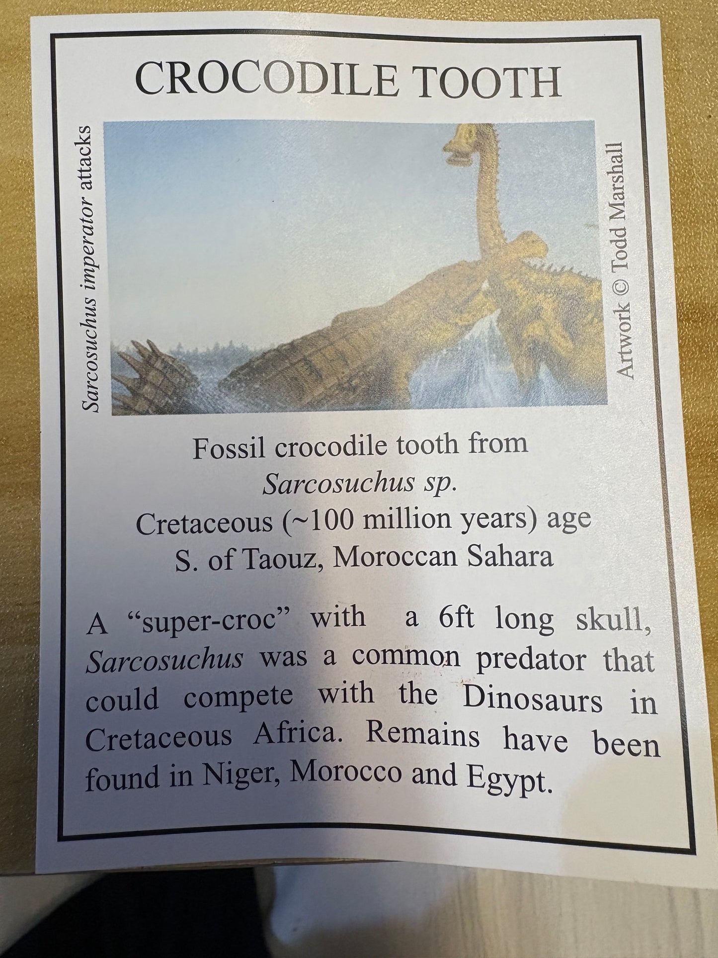Crocodile Tooth