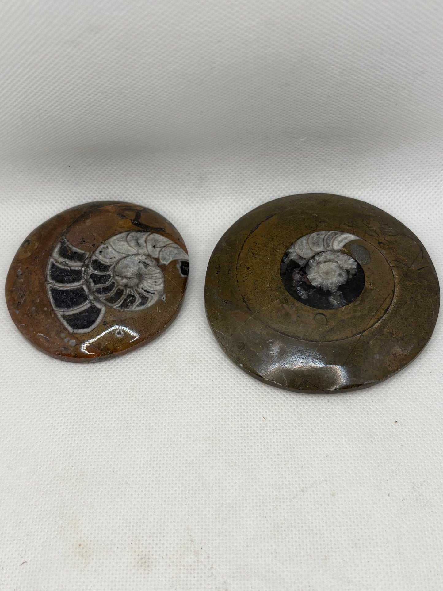 Ammonite Shell 2-4"