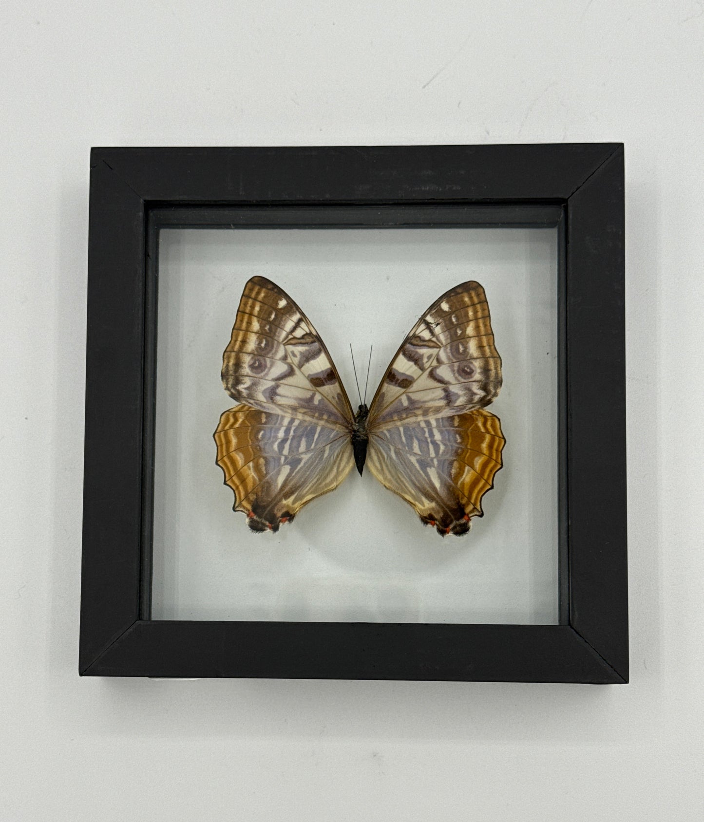 Moth Framed Art (6X6) Marcus Morpho & Morpho Didius (7 X 8)