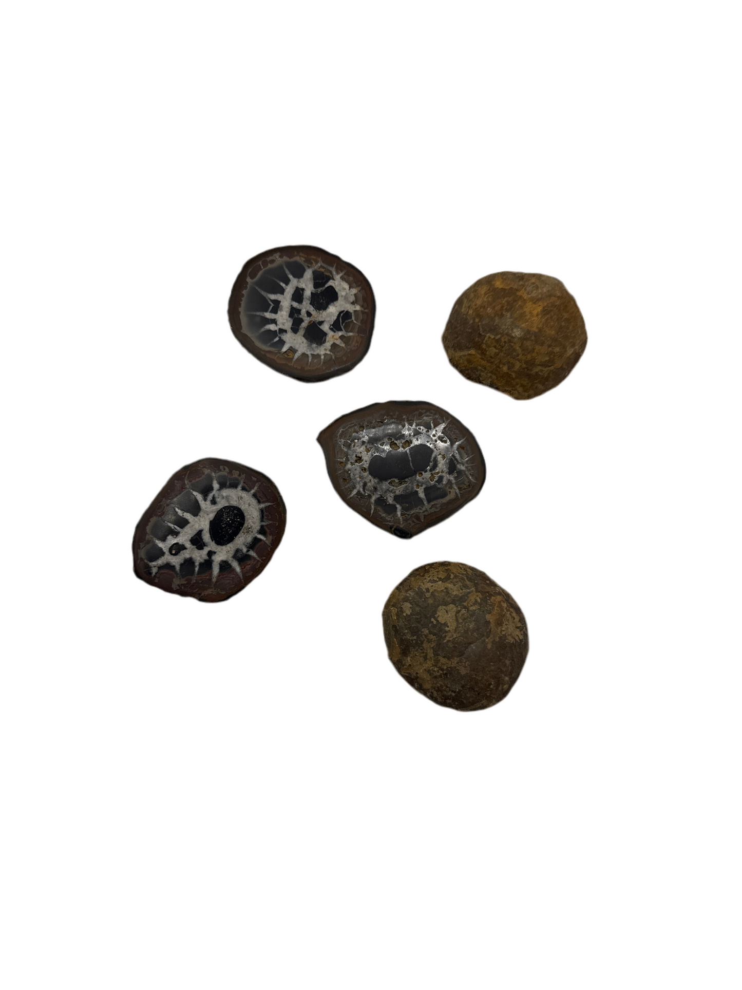 Septarian Slice