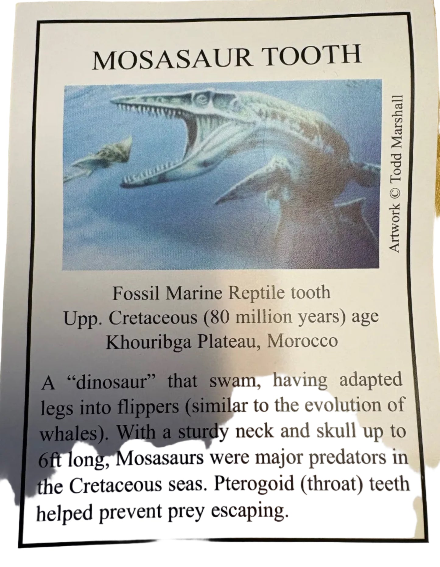 Dinosuar Tooth