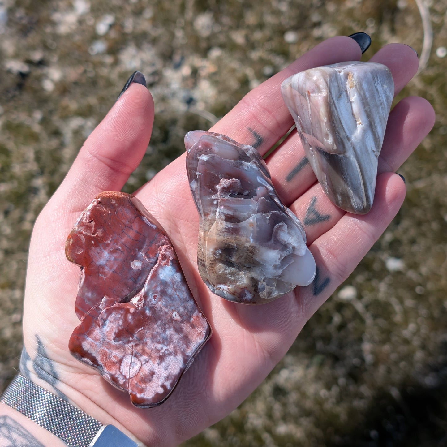 Petrified Wood - Arizona