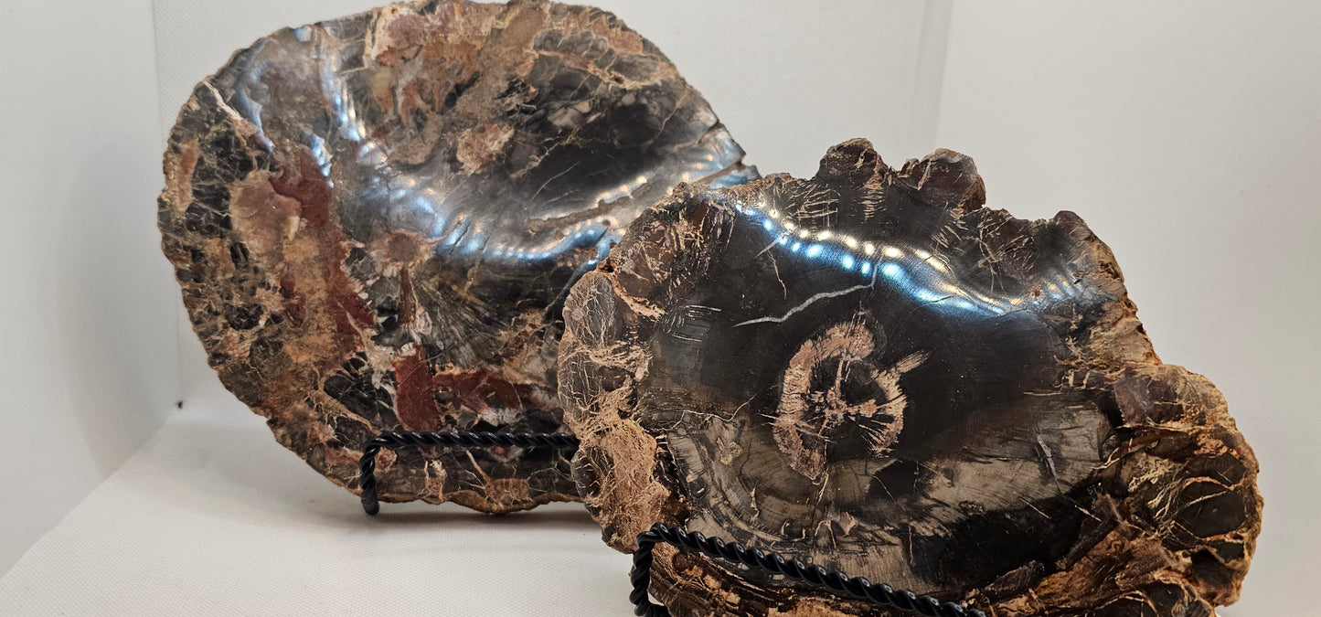 Petrified Wood Red- med.