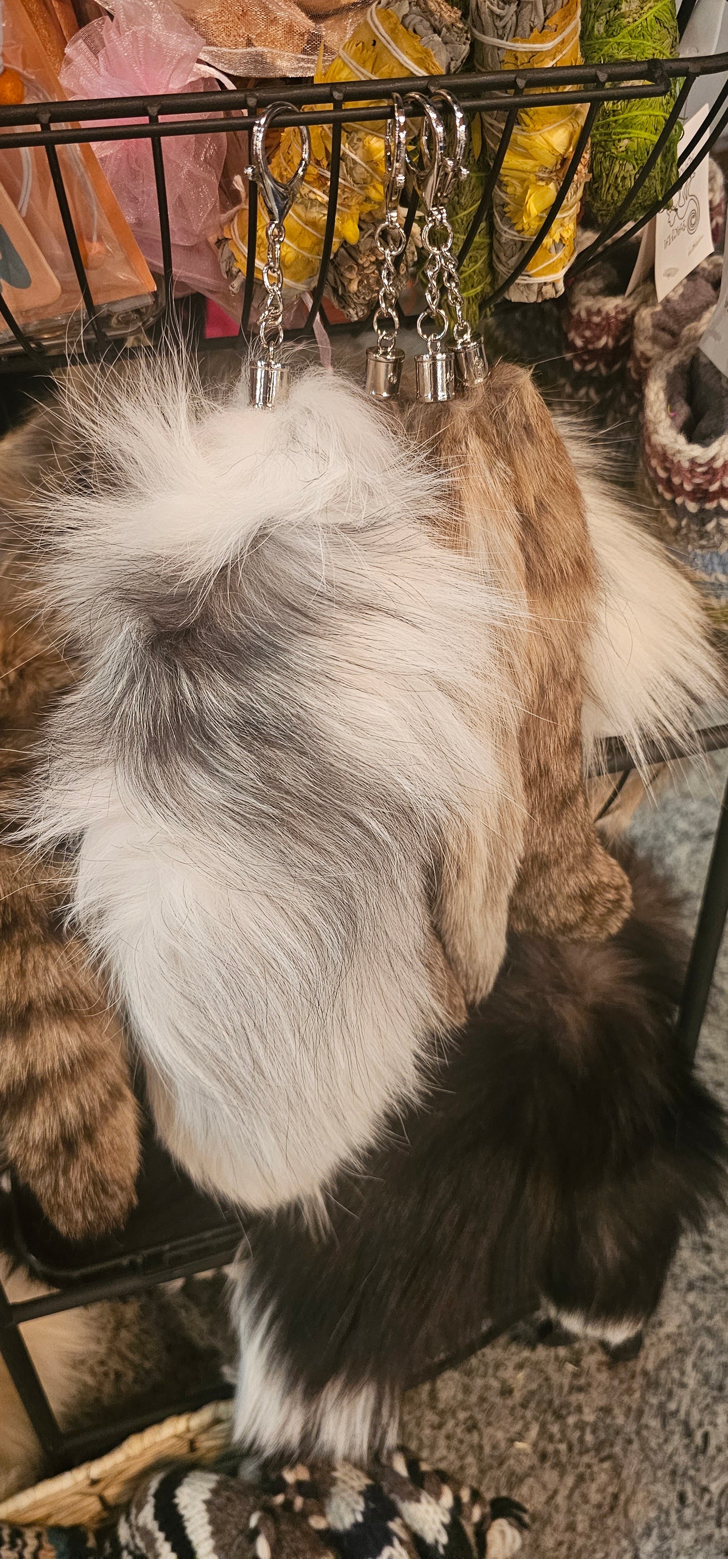 Asian Fox Tail