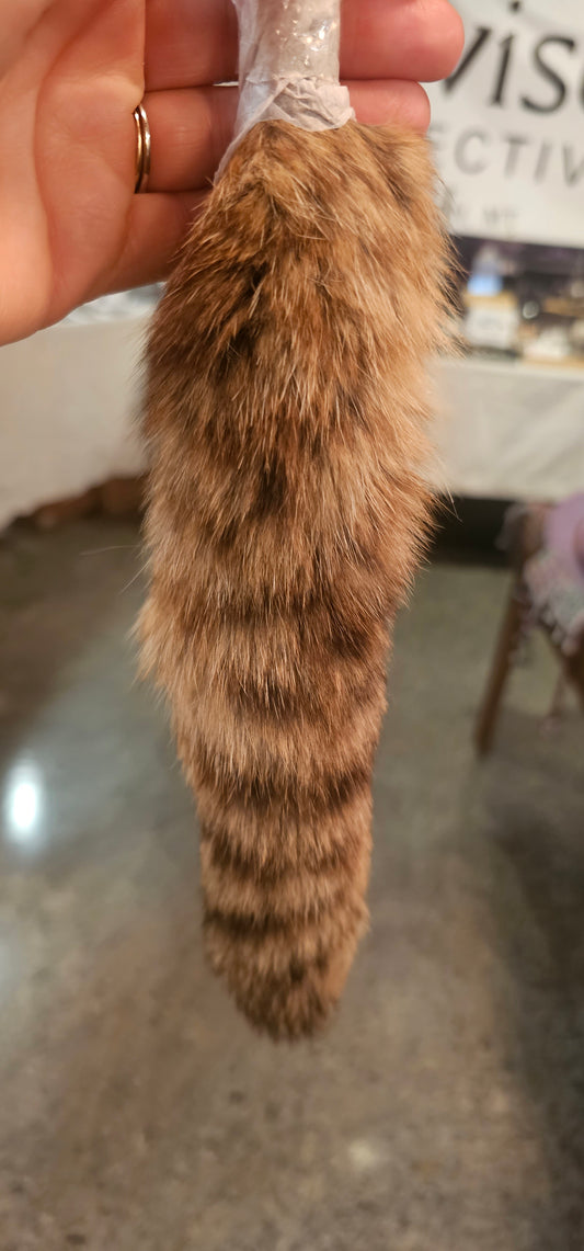 Raccoon Tails