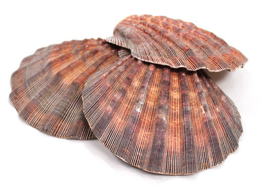 Lion's Paw Scallop Shells 5-6"
