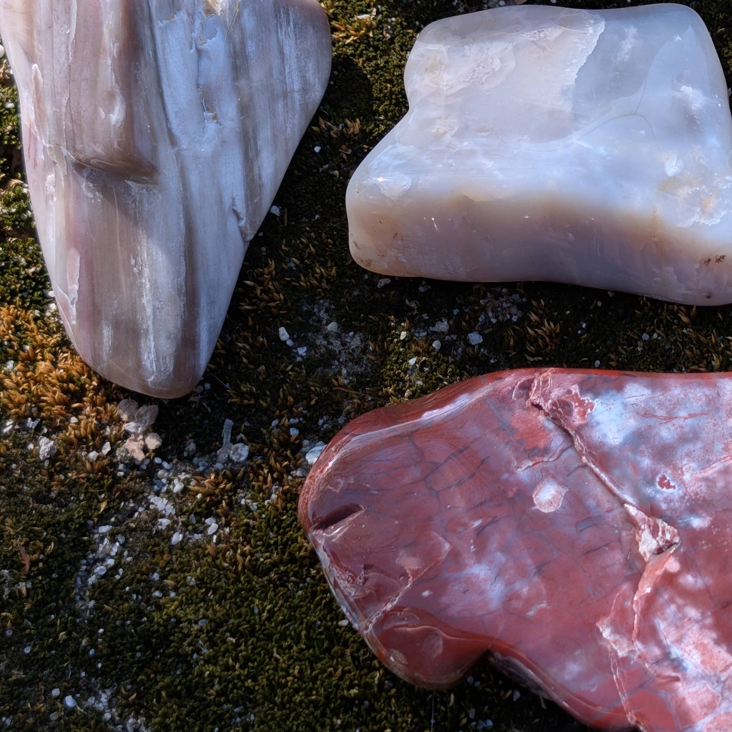 Petrified Wood - Arizona
