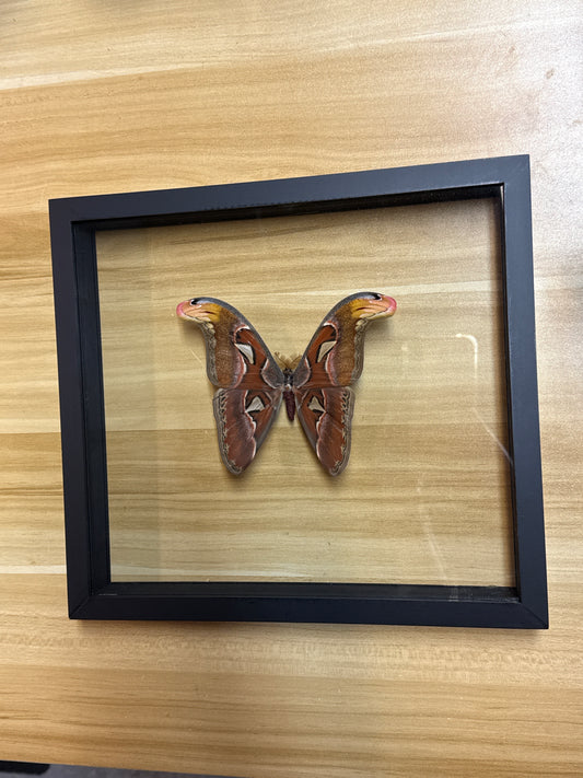 Butterfly Framed Art Attacus Atlas (10 x 11)
