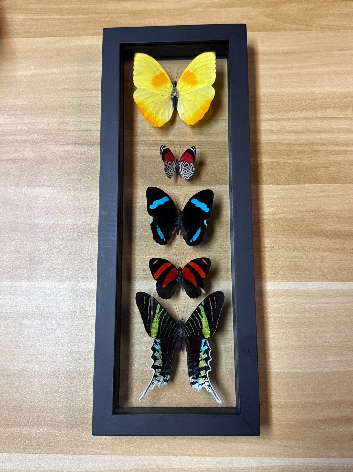 Butterfly Framed Art Six Specimen (13 x 5)