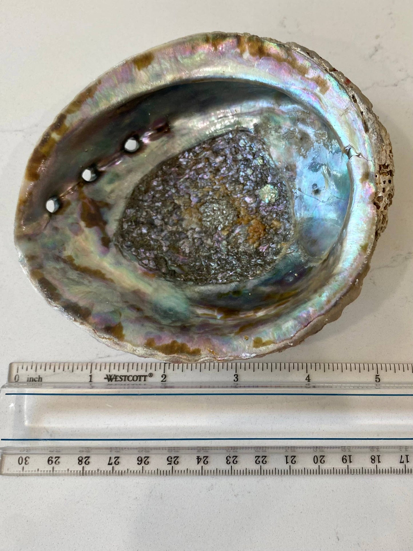 Abalone Shell Smudge Bowls Large 6-7"