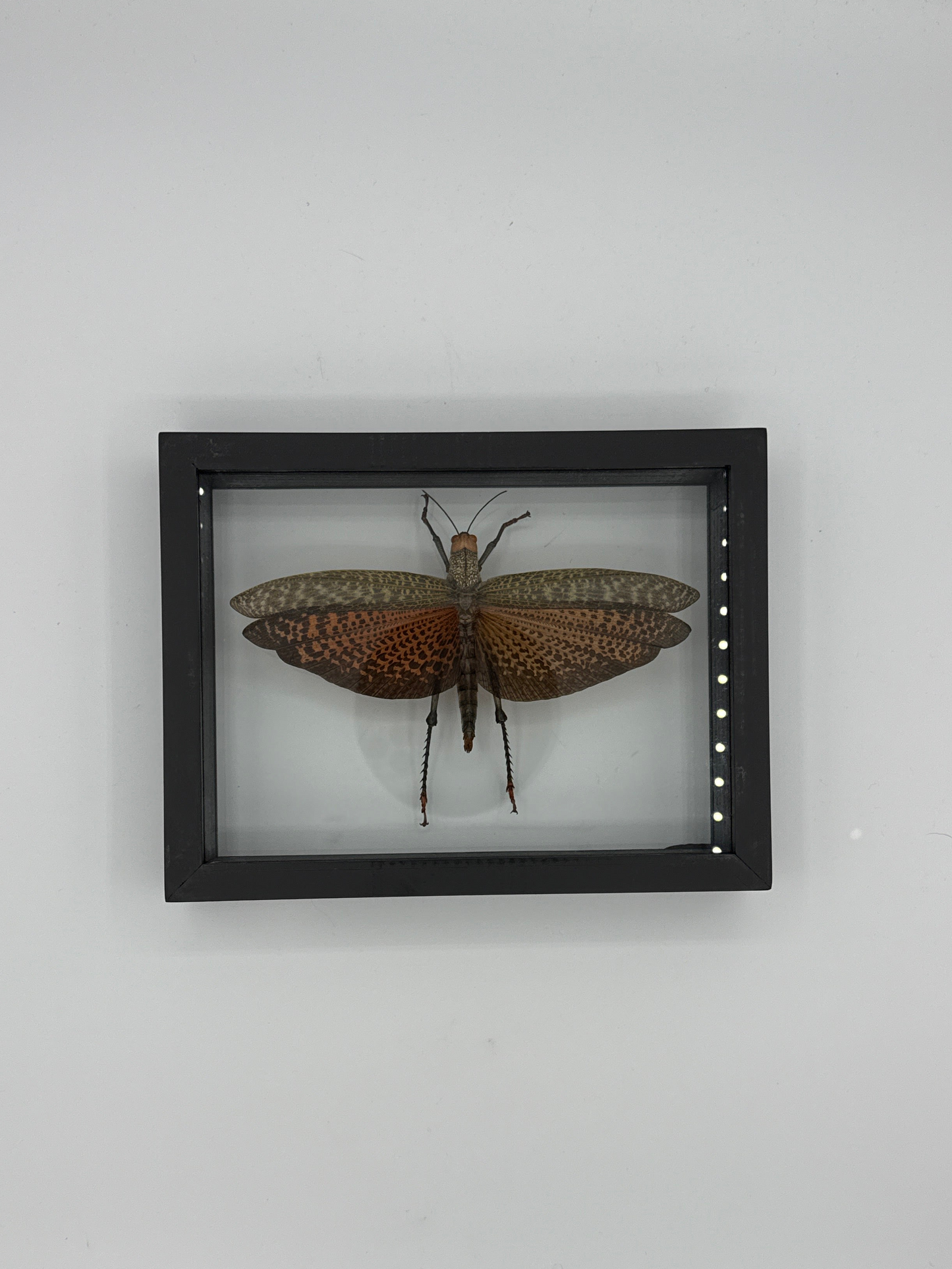 Moth Framed Art Tropidacris Cristata (7 X 8)