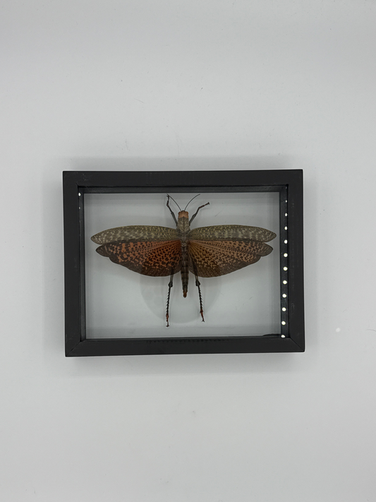 Moth Framed Art Tropidacris Cristata (7 X 8)