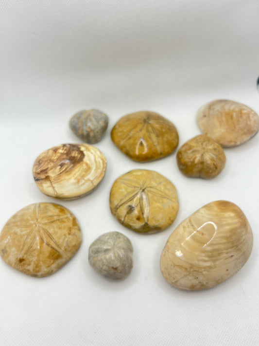 Fossil Shell