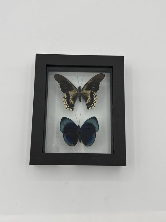 Butterfly Framed Art Battus Polydamas (5 X 6)
