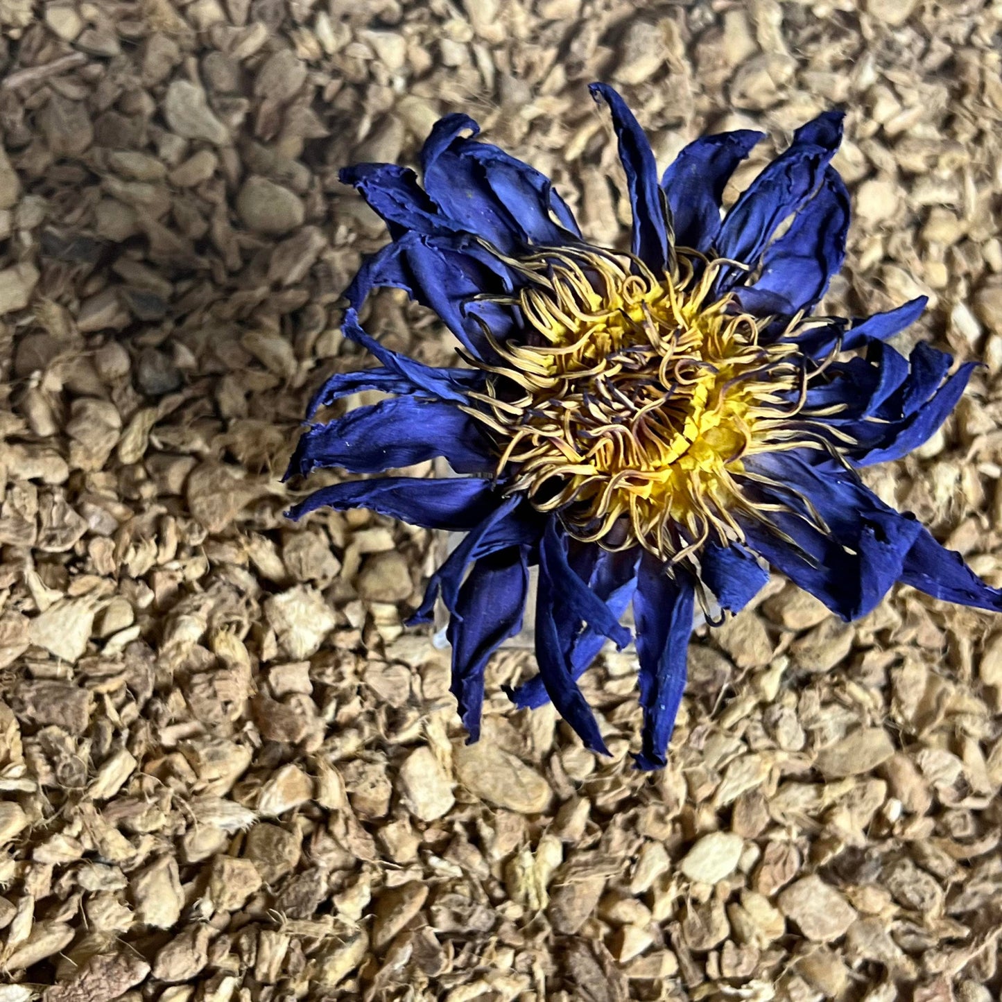 Blue Lotus Whole Flower 1 oz in Quart Jar