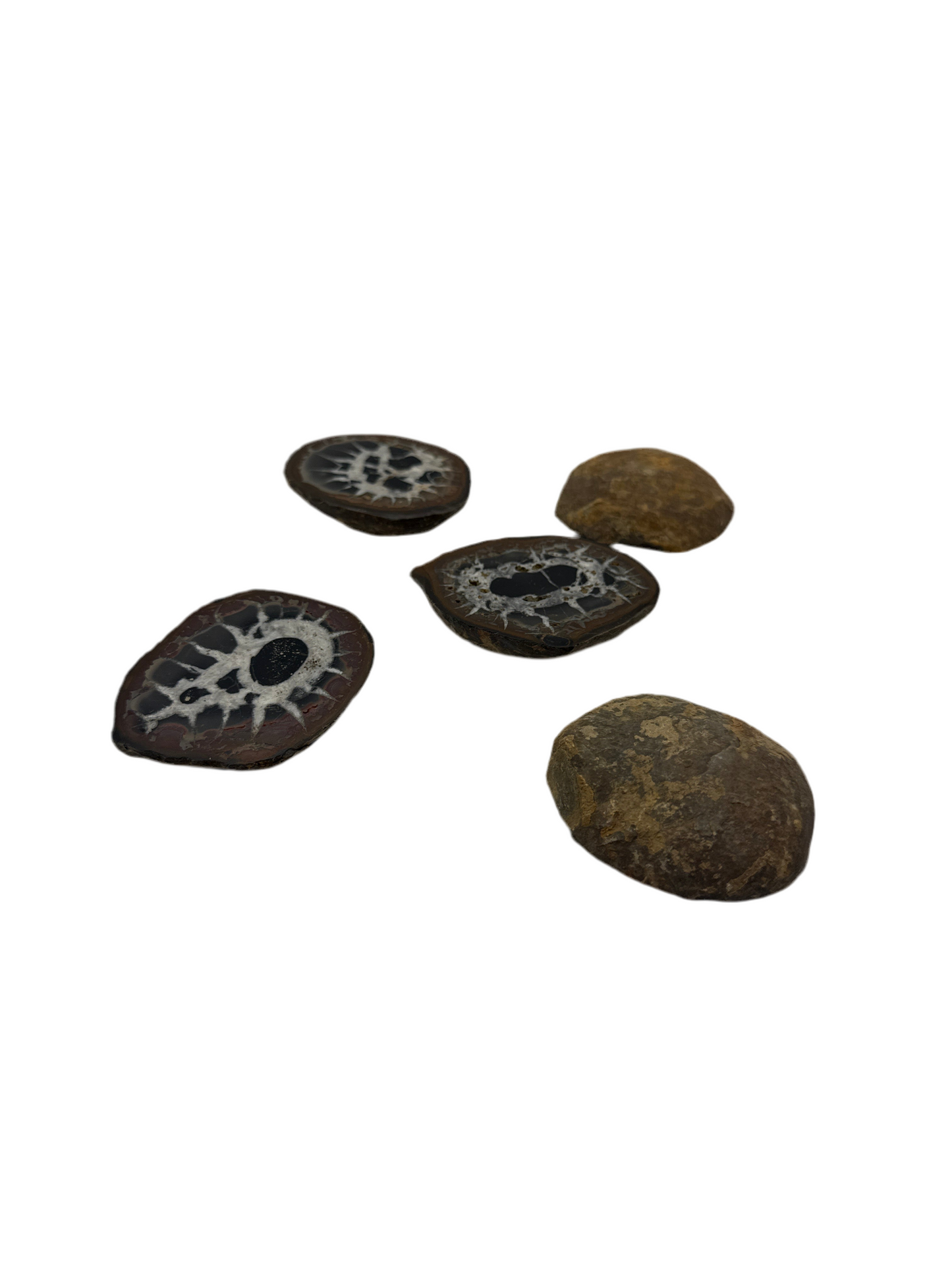 Septarian Slice