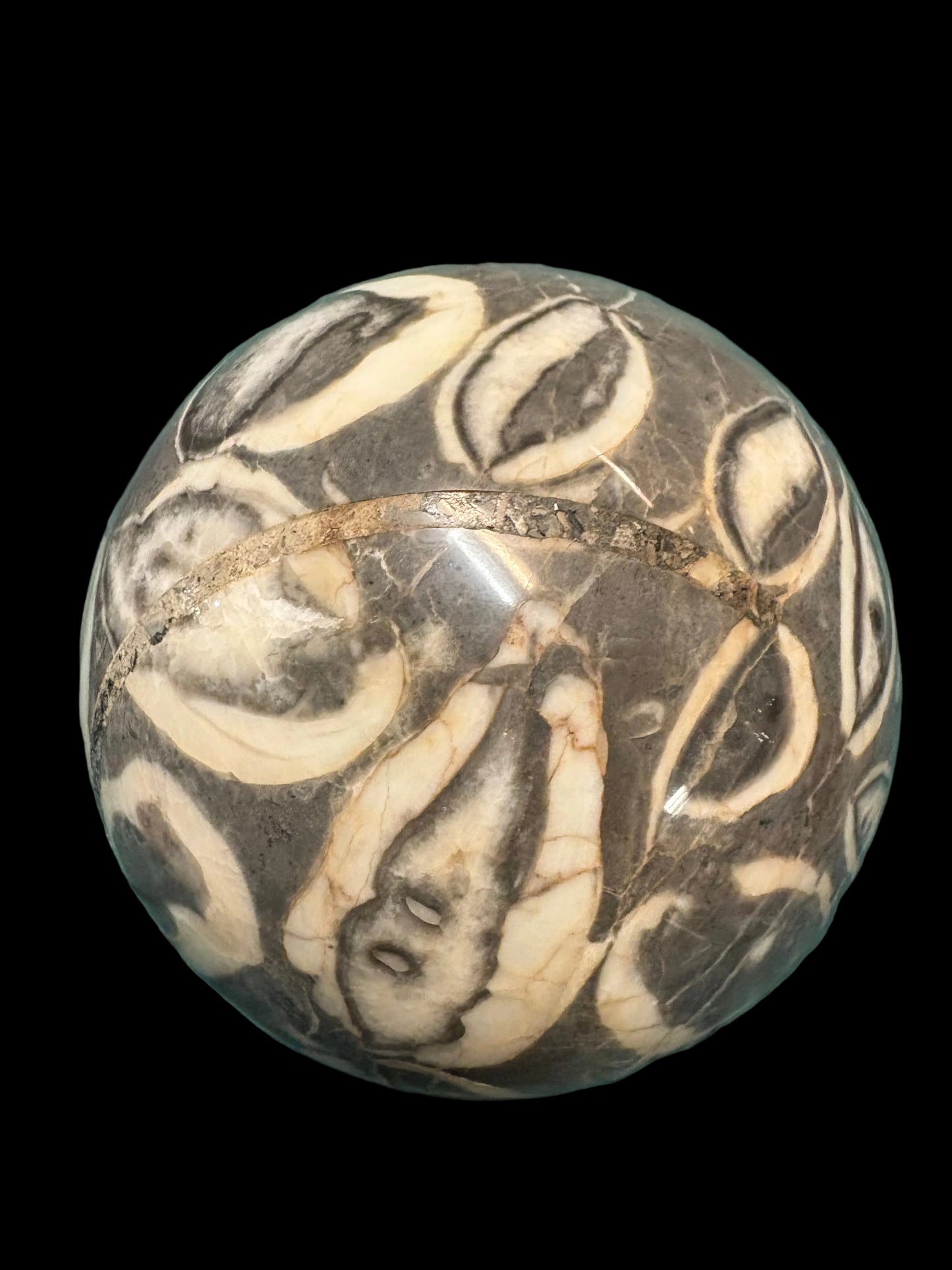 Fossil Shell Sphere 5.5"