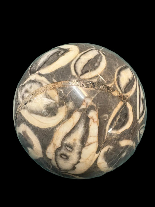 Fossil Shell Sphere 5.5"