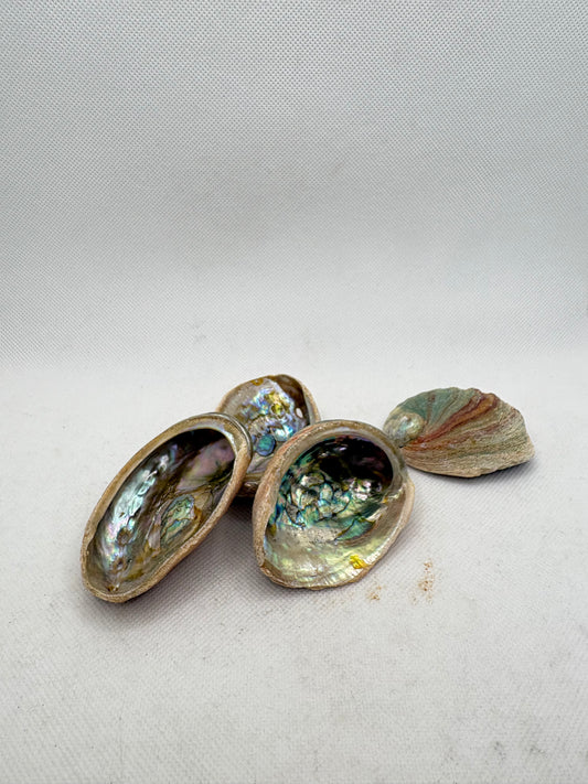 Abalone Shell Mini 2-3.5"