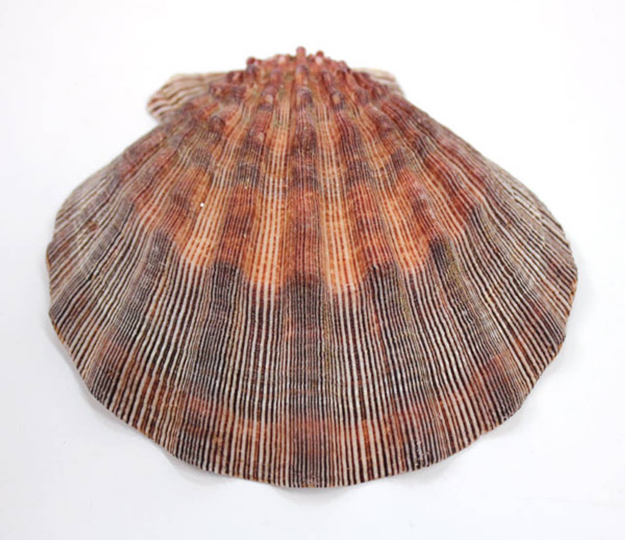 Lion's Paw Scallop Shells 5-6"