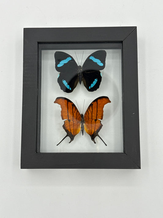 Butterfly Framed Art Nessaea Hewitsoni & Marpesia Petreus (5 X 6)
