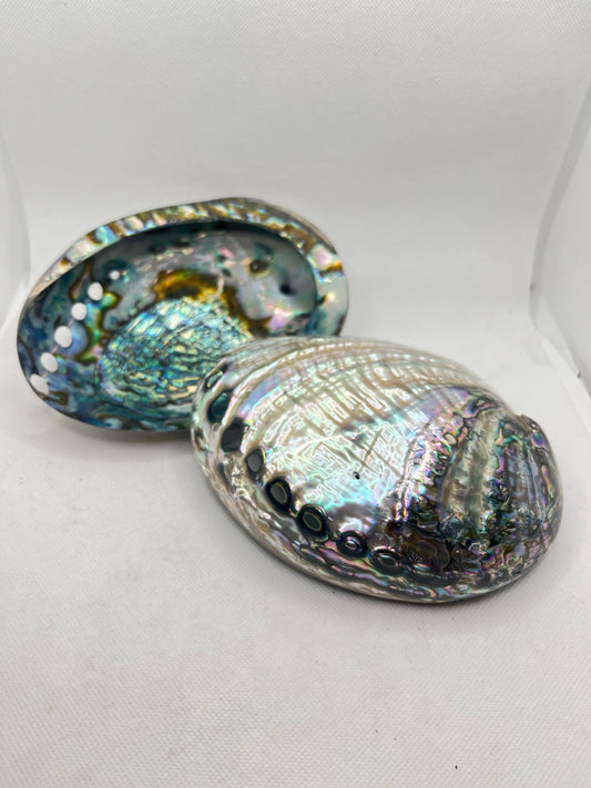 Abalone Shell Medium 5-6"