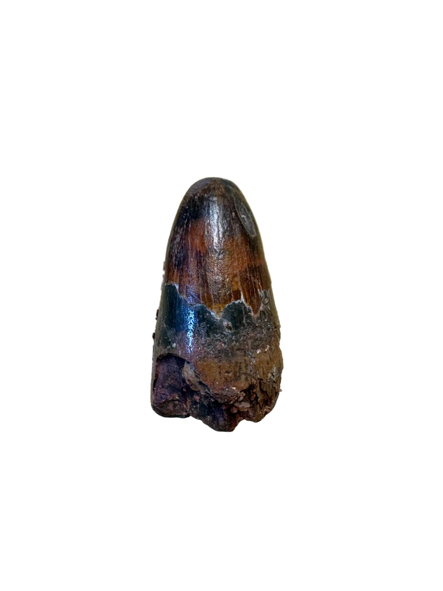 Crocodile Tooth