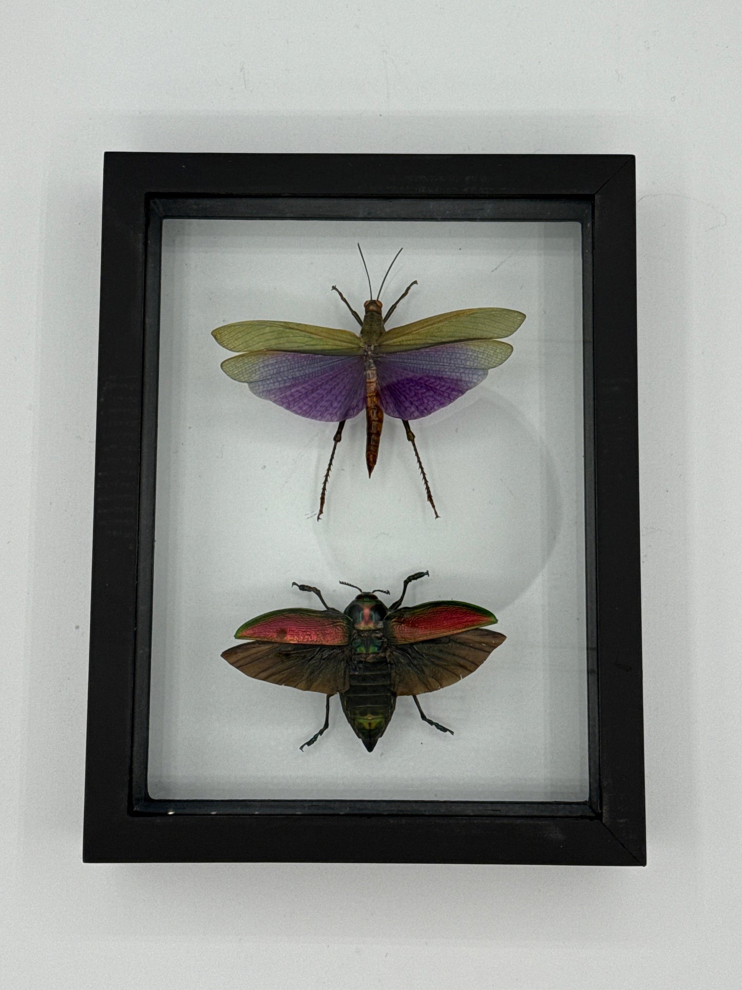 Moth Framed Art Titanacris Albipes & Euchroma Gigantea (7 X 9)