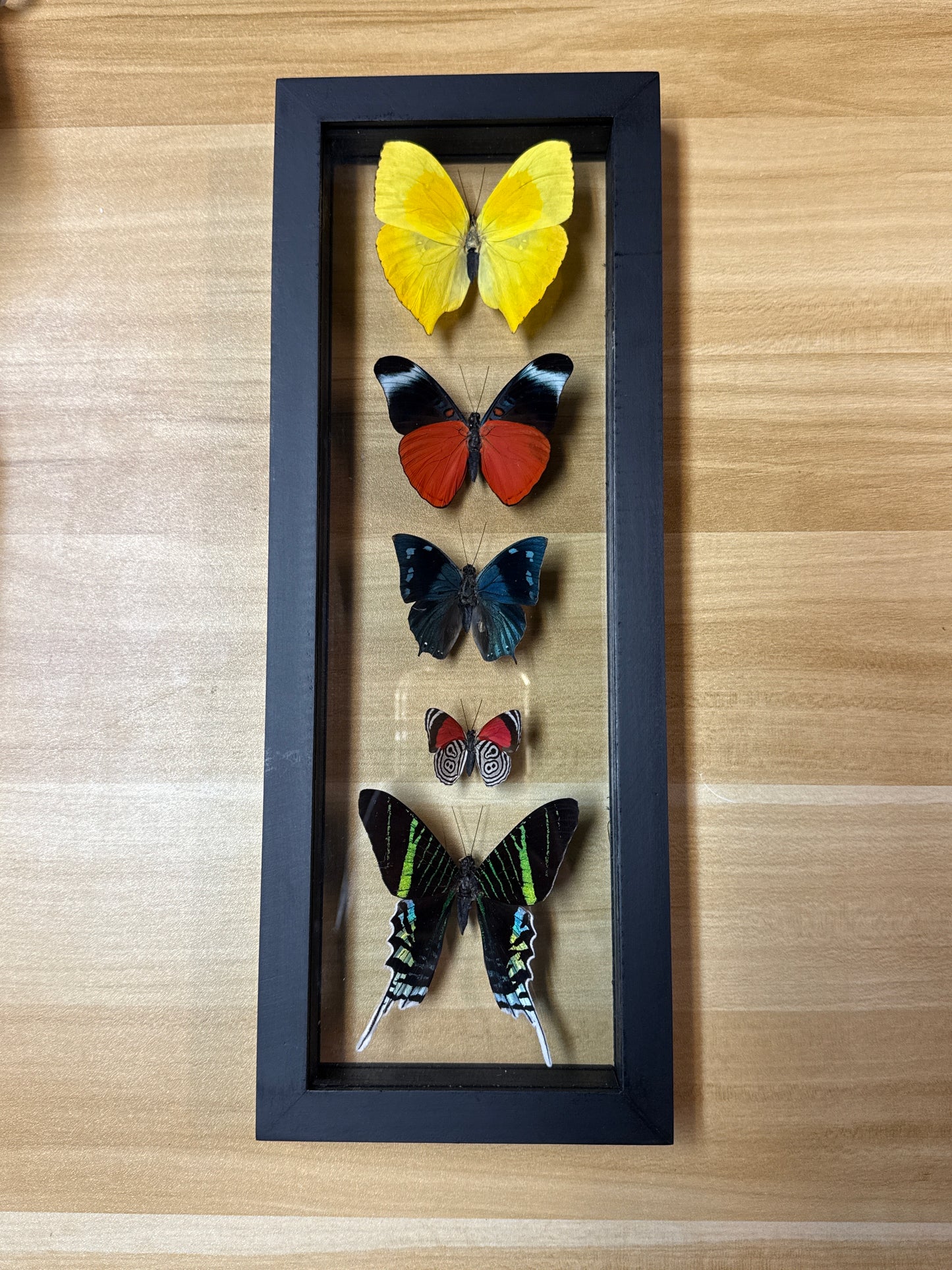 Butterfly Framed Art Six Specimen (13 x 5)