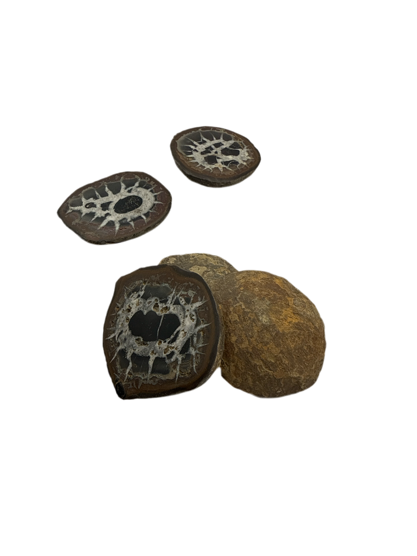 Septarian Slice