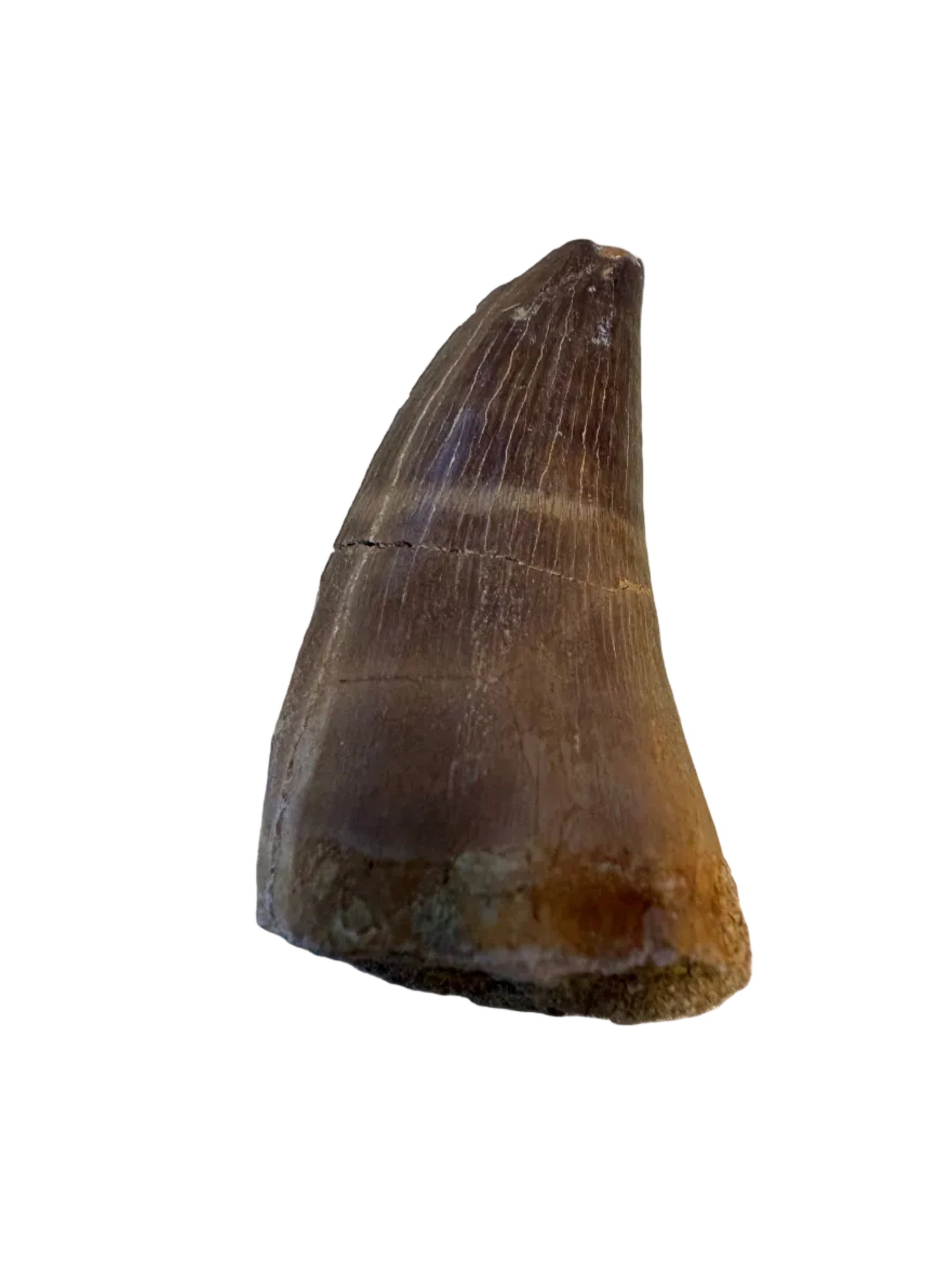 Dinosuar Tooth