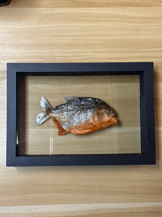Fish Framed Art (7 x 10)