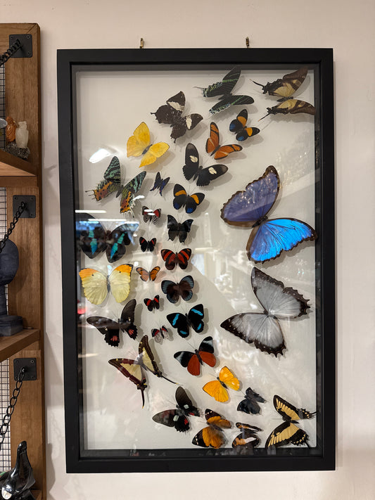 Butterfly Framed Wall Art Thirty Two Specimen
