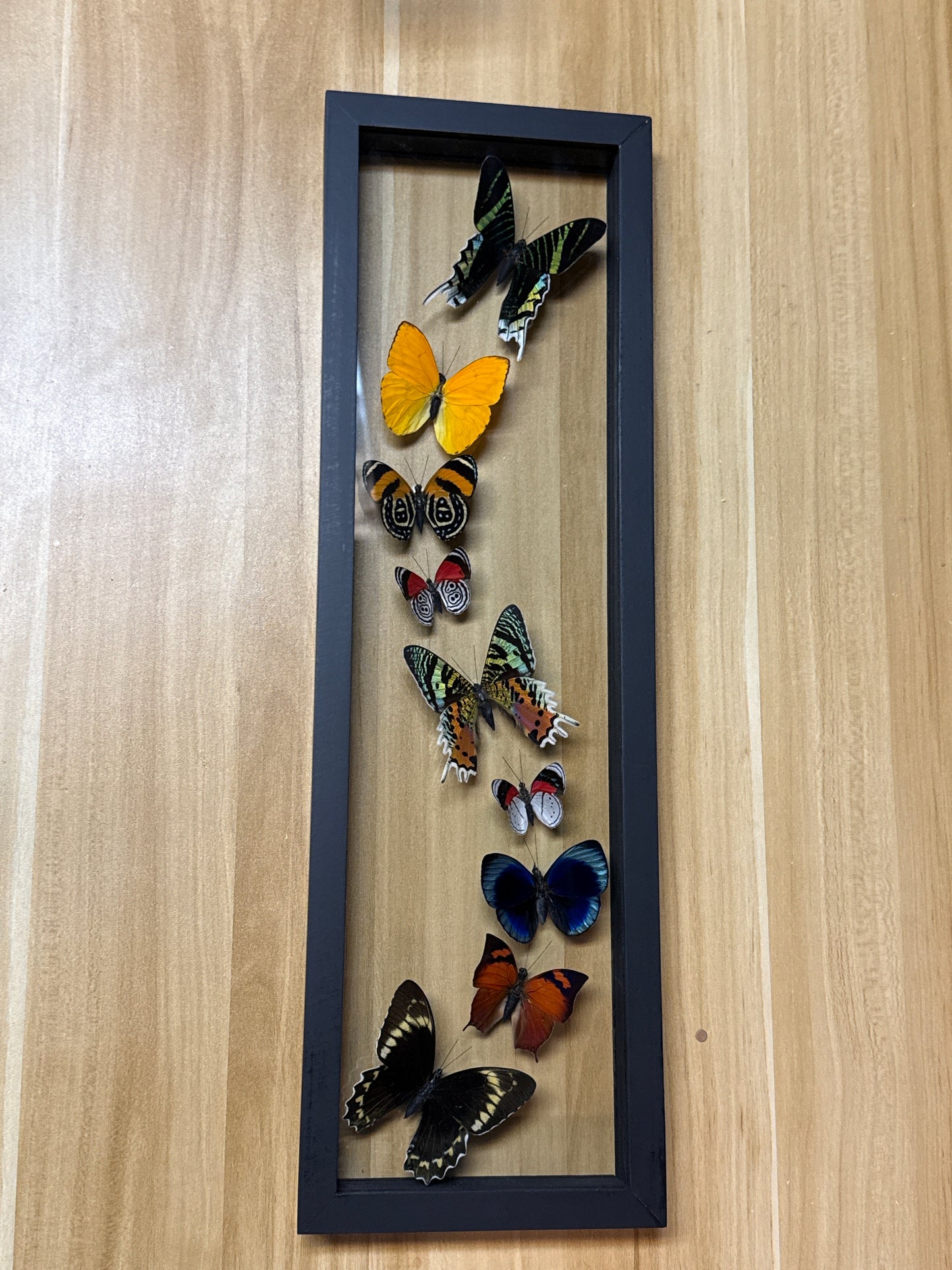 Butterfly Framed Art Nine Specimen (19 x 6)