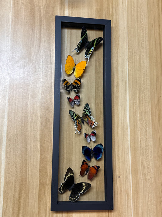 Butterfly Framed Art Nine Specimen (19 x 6)