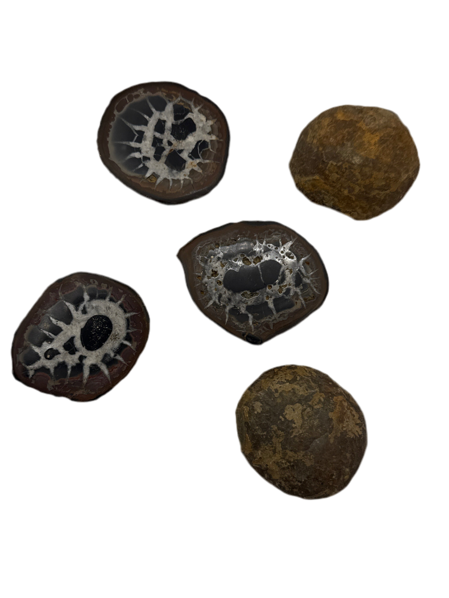 Septarian Slice
