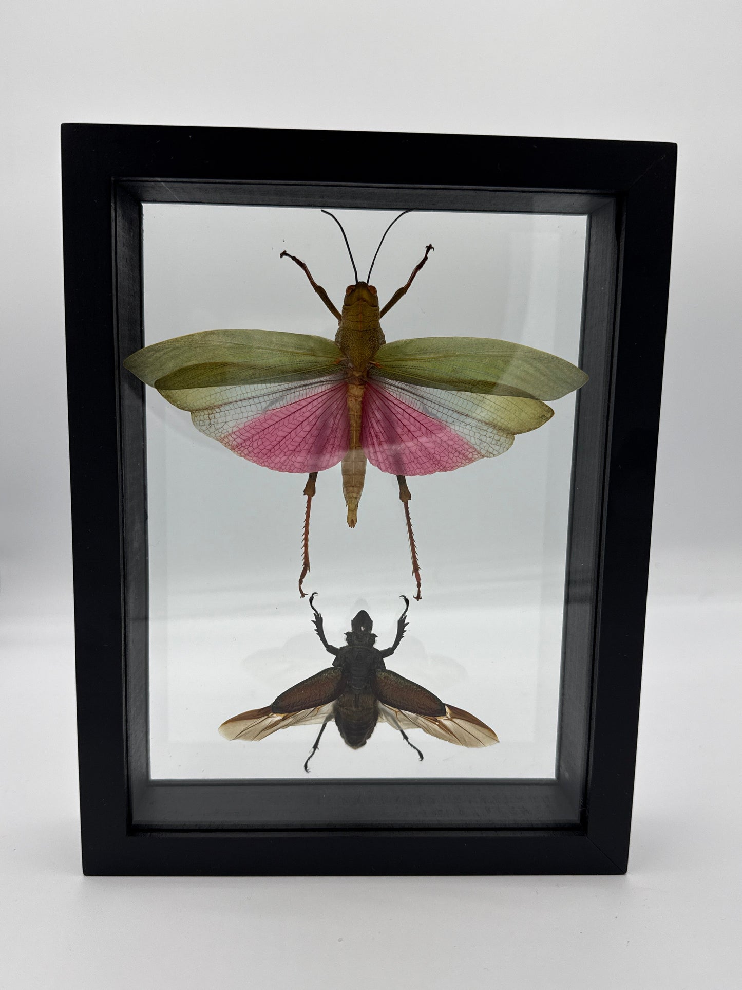 Moth Framed Art Titanacris Humboltii & Sphaenognathus Giganteus (7 X 9)
