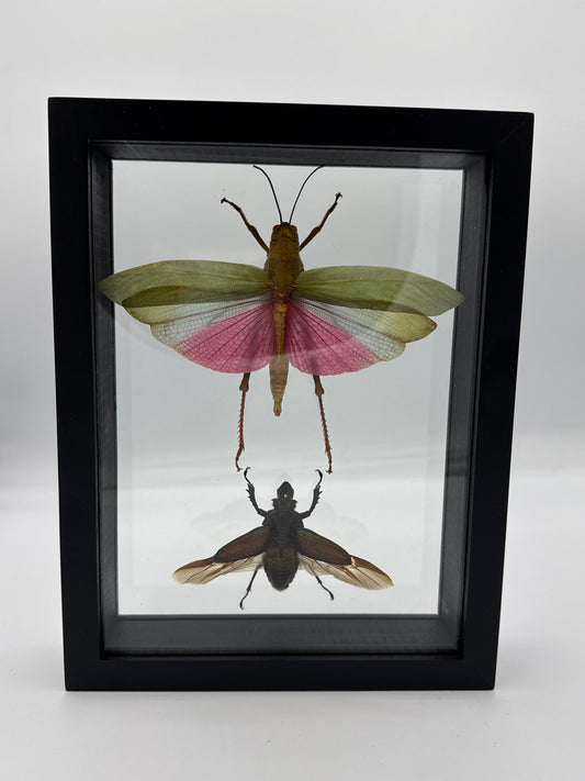 Moth Framed Art Titanacris Humboltii & Sphaenognathus Giganteus (7 X 9)