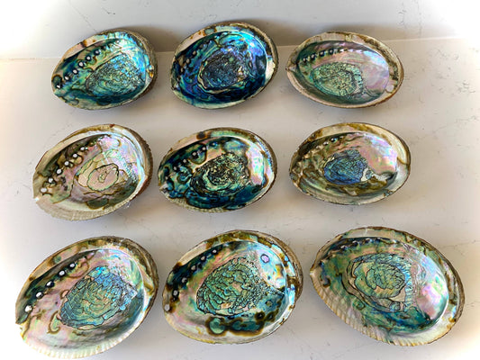 Abalone Shell Smudge Bowls Large 6-7"