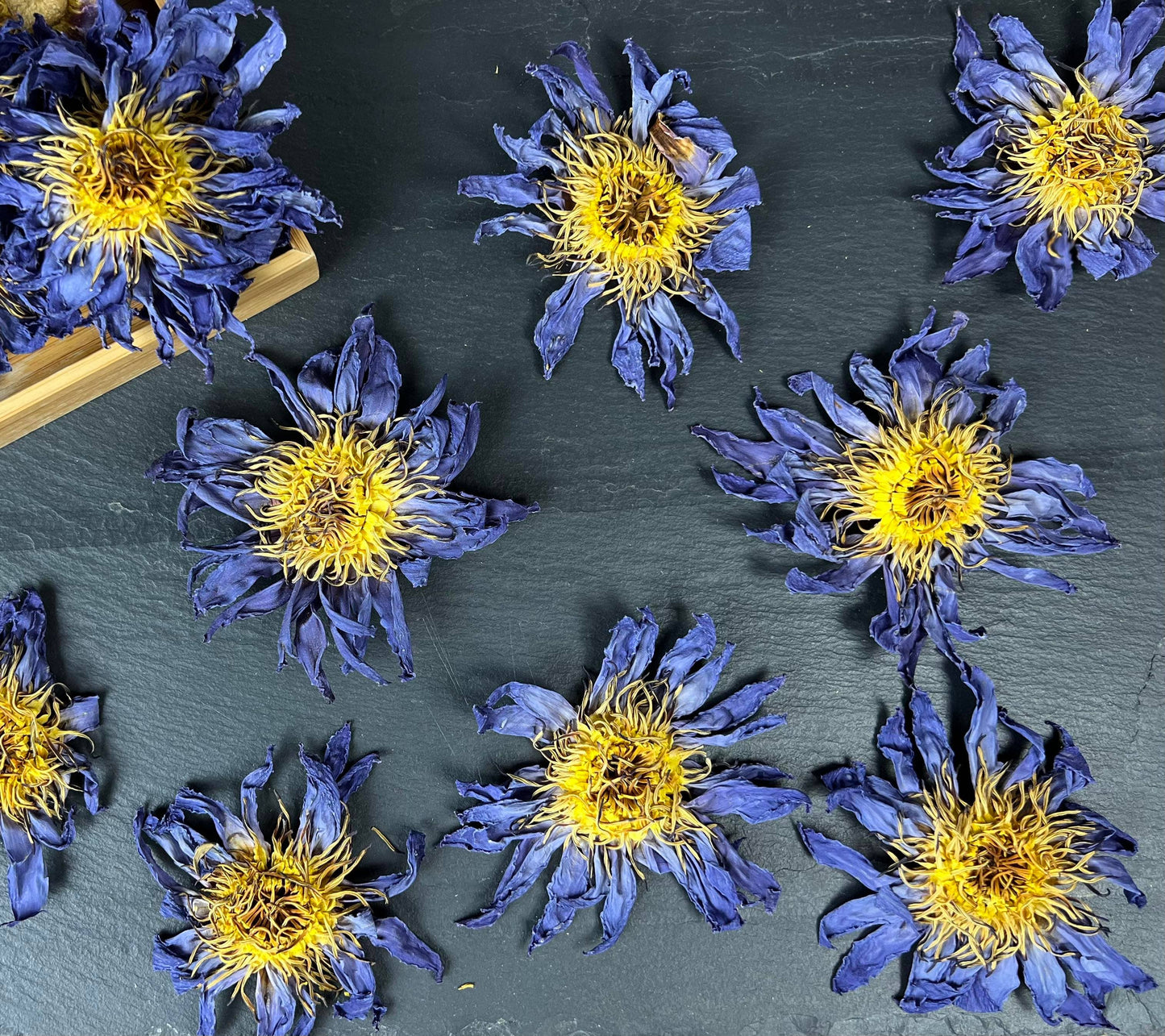 Blue Lotus Whole Flower 1 oz in Quart Jar