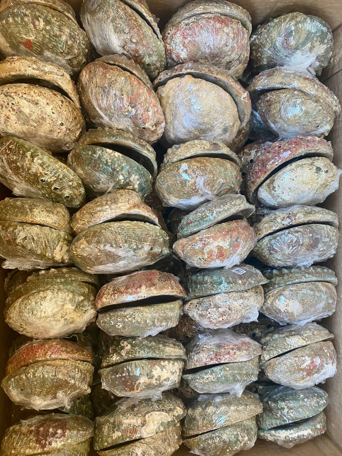 Abalone Shell Smudge Bowls Large 6-7"