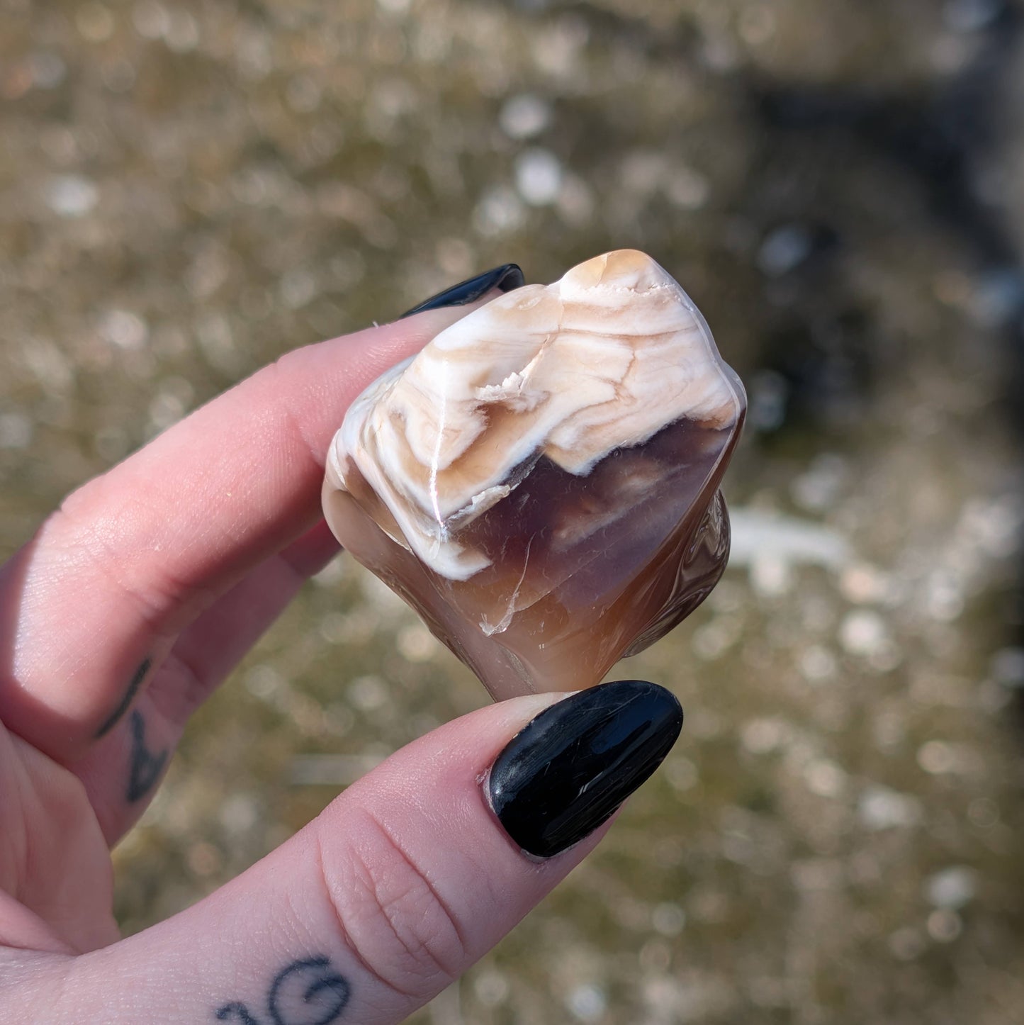Petrified Wood - Arizona