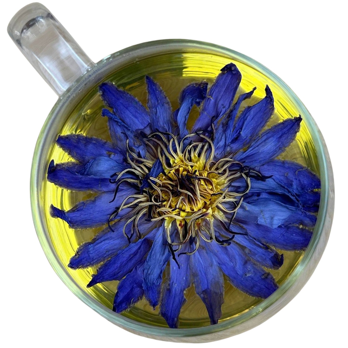 Blue Lotus Whole Flower 1 oz in Quart Jar